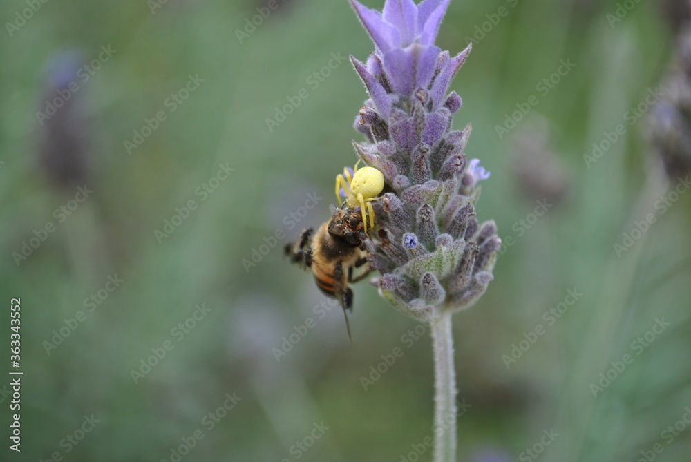 Spider eating its prey. Spider eating its prey.