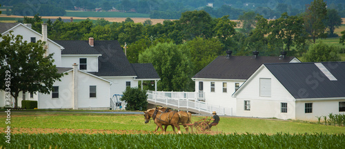 Fotografia Lancaster, Pennsylvania - 6/28/2008:  Horse drawn cultivator, amish farm near La