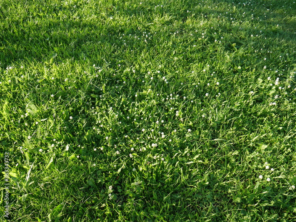 green grass texture green grass texture