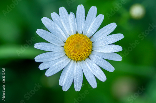 Leucanthemum vulgare meadows wild oxeye daisy flowers with white petals and yellow center in bloom  flowering beautiful plants