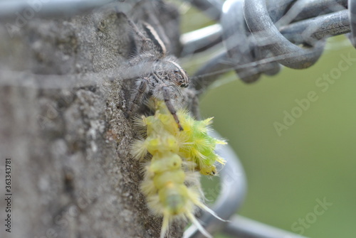 Small flycatcher spider feeding on a larva. photo