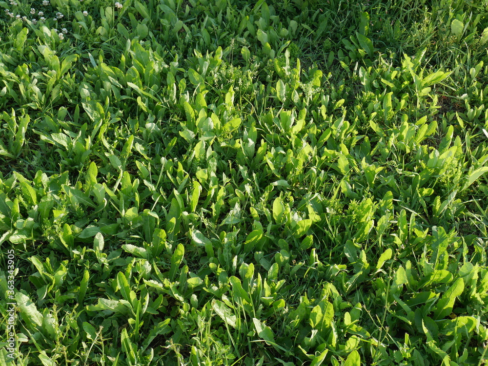 green grass texture green grass texture