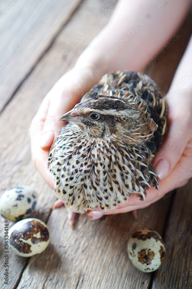 Quail in female hands and quail eggs beside. Quail in female hands and quail eggs beside.