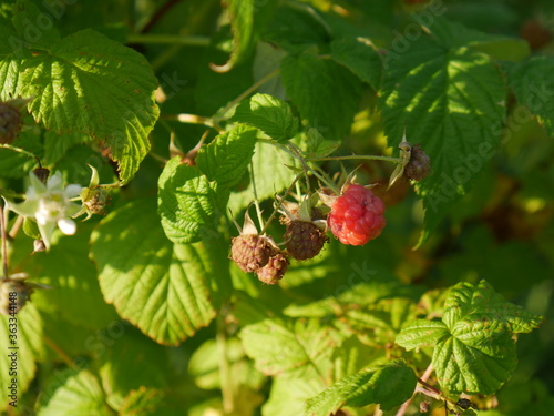 raspberry Bush with berries