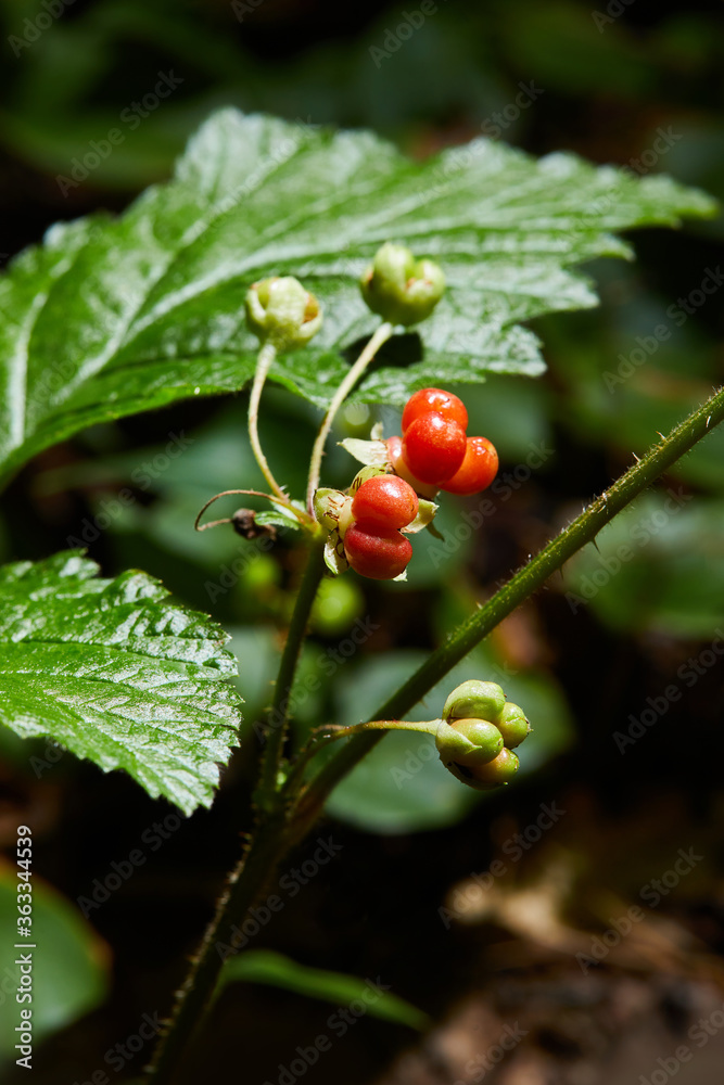 Red stone bramble growing in the forest. Fruiting plant with ripe red berries in wild. (Roebuck-berry (Rubus saxatilis)) Red stone bramble growing in the forest. Fruiting plant with ripe red berries in wild. (Roebuck-berry (Rubus saxatilis))