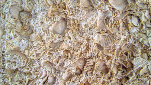 Shell rock and limestone. Close-up texture.