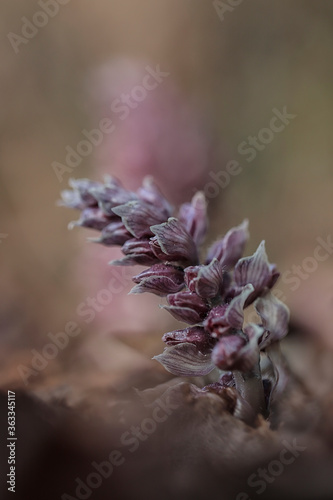 Common toothwort, is a species of flowering plant photo