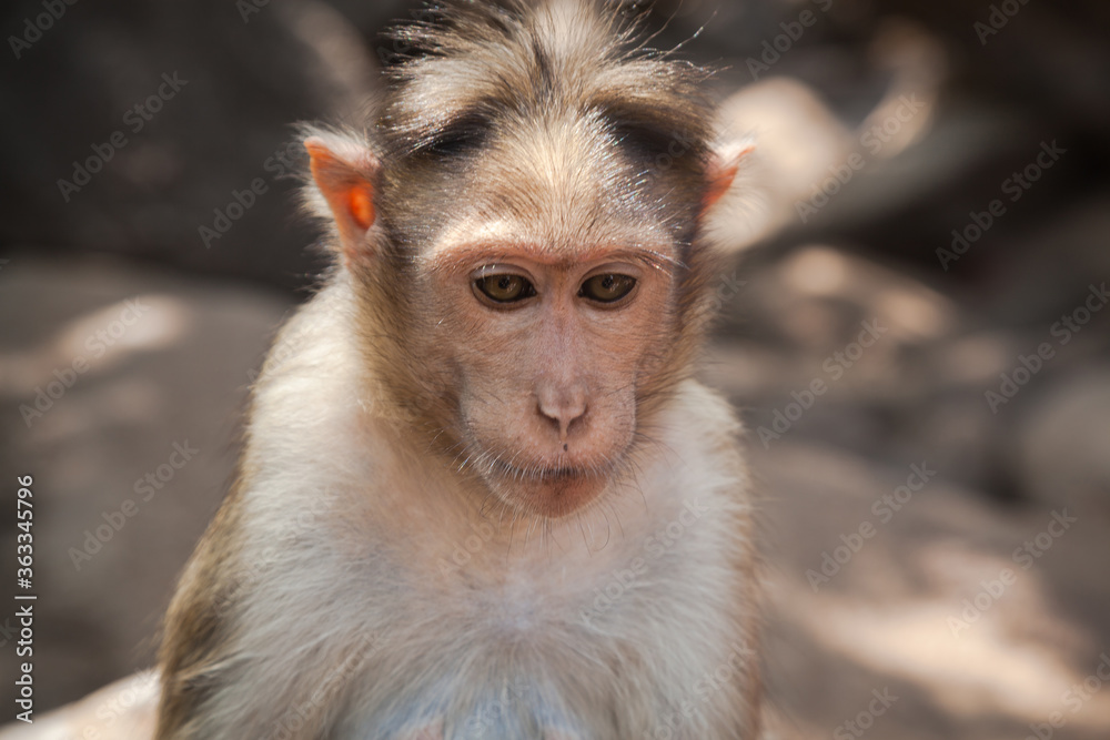 Portrait of indian macaque female