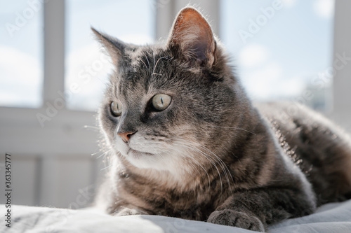 Fototapeta Naklejka Na Ścianę i Meble -  Grey bored cat lies on a bed on the daytime