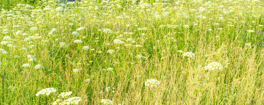 Obraz premium Outdoor photo with selective focus on grass in meadow.