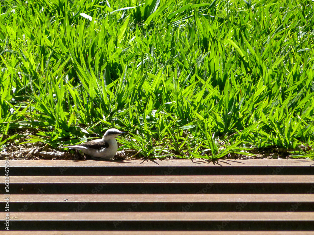 small bird on the grass