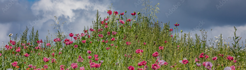 Obraz premium mohn