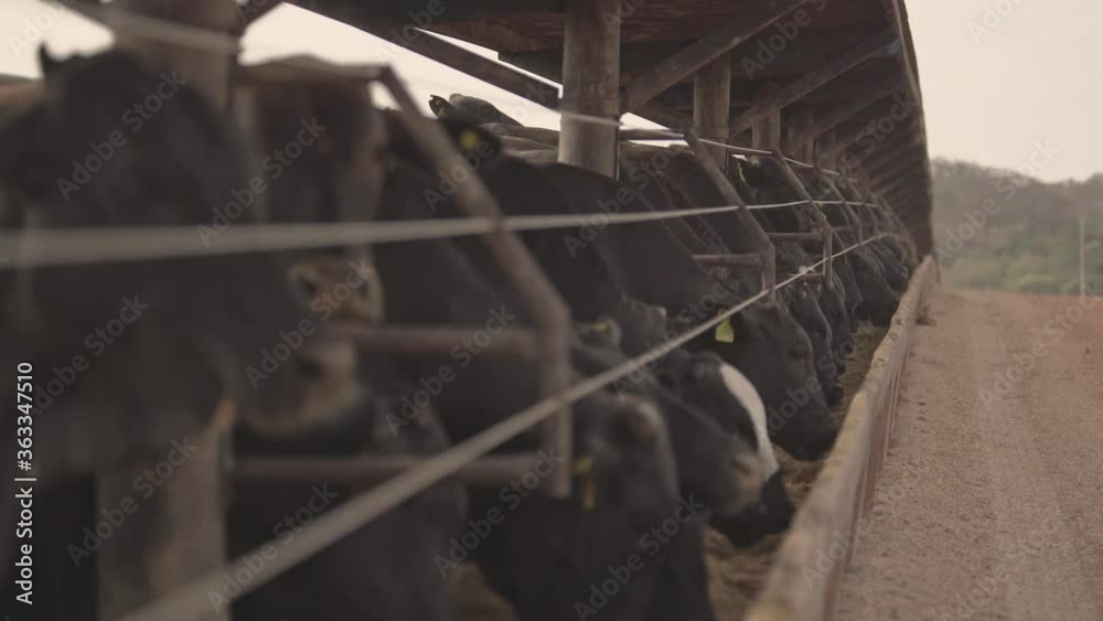 Herd of cattle feeding on silage and feed in the cement trough. Cattle feedlot farm in the Brazilian midwest. Livestock of beef cattle.