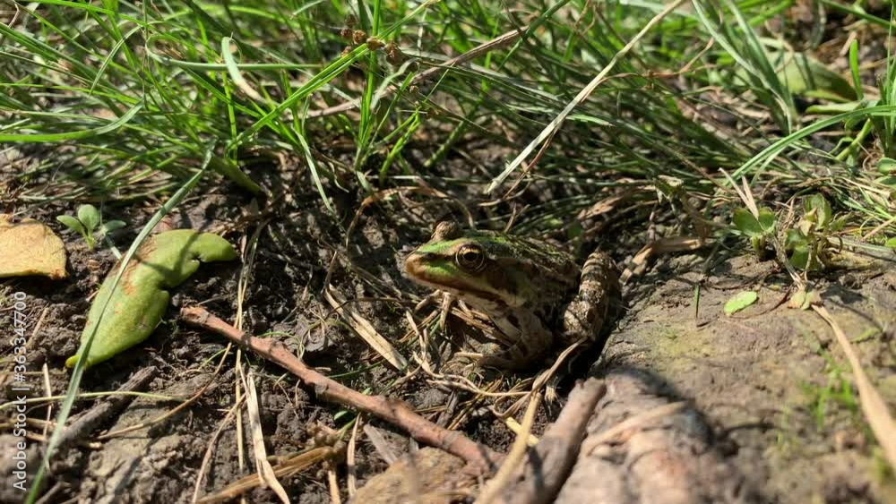Video with sitting frog Video with sitting frog