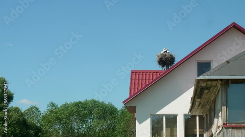 Low angle view of storks family in nest on utility pole near country house. Sunny summer day and clear sky. Happiness concept
