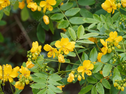 (Senna alexandrina) Alexandrinische Senna oder Alexandriner Cassia senna mit gelbe Blüten und grüne Blätter