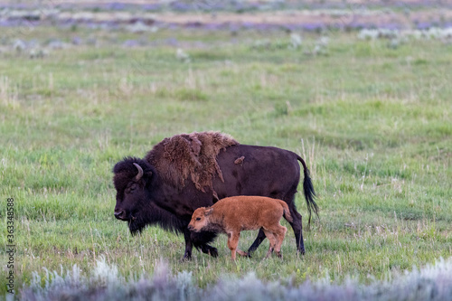 Bison mother and calf