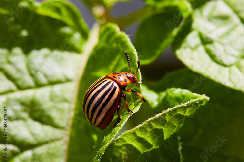 Colorado potato beetle eats potato leaves. Potato plant is suffering from larva of colorado beetle