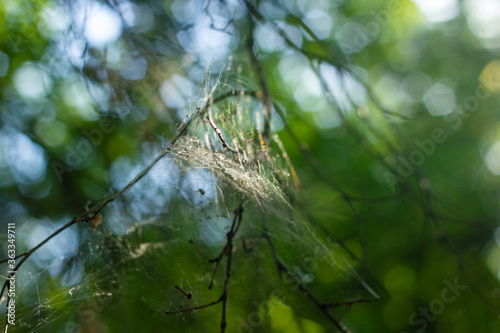 cobweb on a branch of a tree