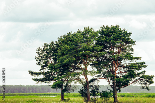 tree in the field,three pine trees in the field, before the rain