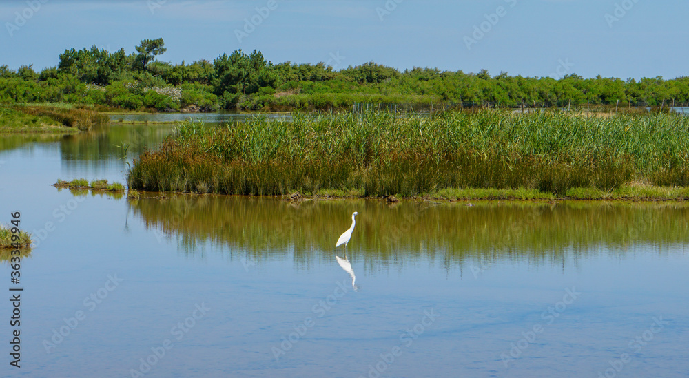 Grande aigrette bassin d'Arcachon France