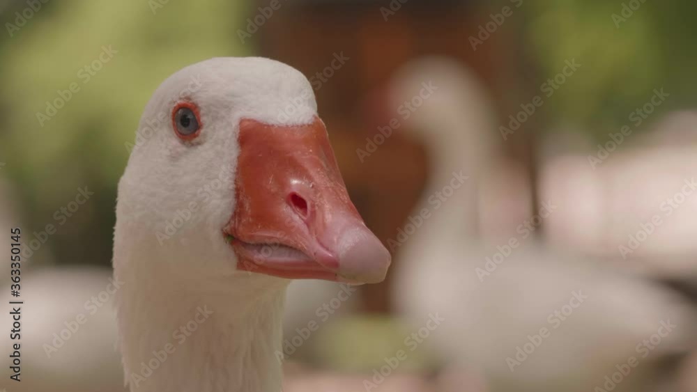 Closeup wild white goose looking calmy on a sunny day