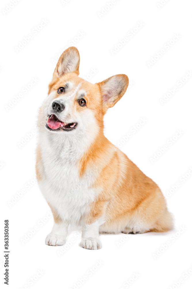 Portrait of a cute and funny red dog sitting and looking at the camera. Corgi breed.