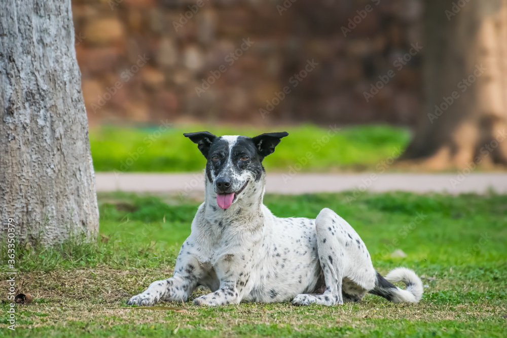 Beautiful and cute black and white dog sitting in the garden Beautiful and cute black and white dog sitting in the garden