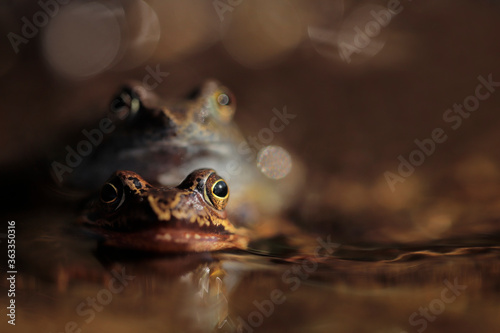 Frogs - mating season