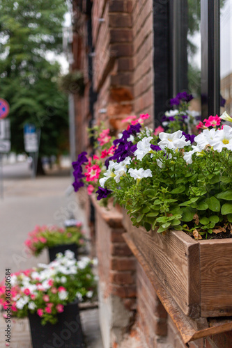 Fototapeta Naklejka Na Ścianę i Meble -  Violets in boxes on the street. Flowers of white, pink and purple flowers. The building in the background is in a blur of focus of brick. High quality photo