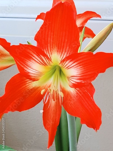 red lily flower