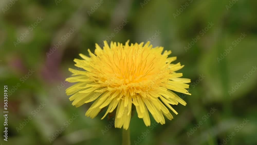 Close up of Dandelion flower on green field. Spring meadow with yellow dandelion blossom. Close up of Dandelion flower on green field. Spring meadow with yellow dandelion blossom.