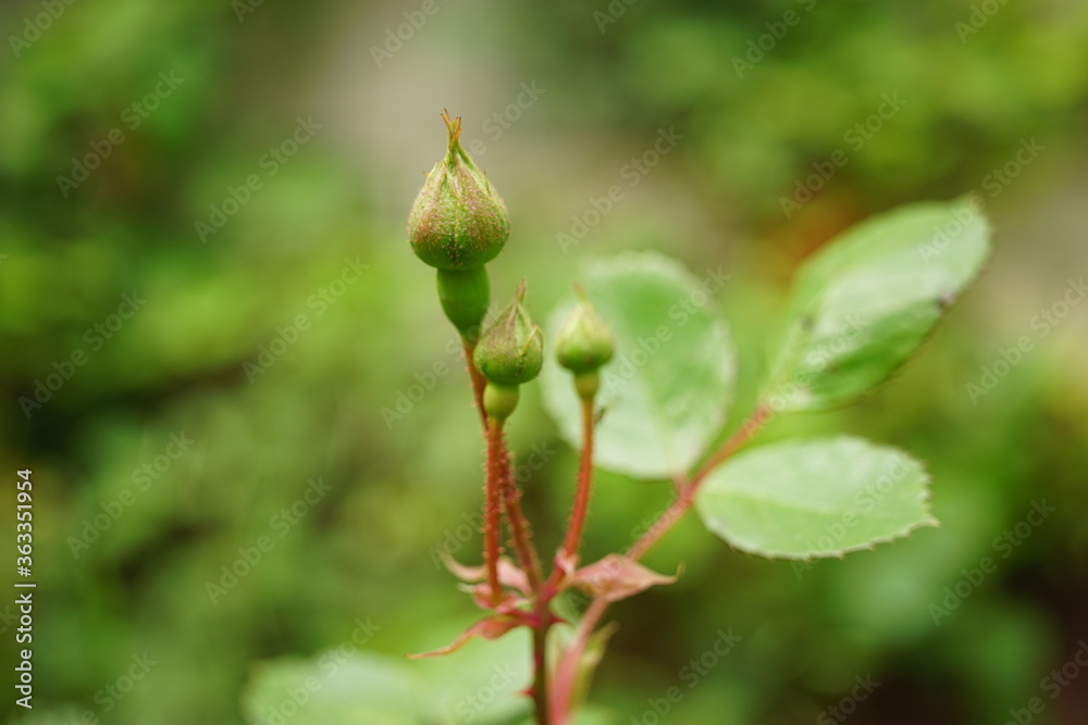 new closed rose flower buds with green leaves in the garden new closed rose flower buds with green leaves in the garden