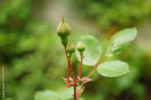 new closed rose flower buds with green leaves in the garden