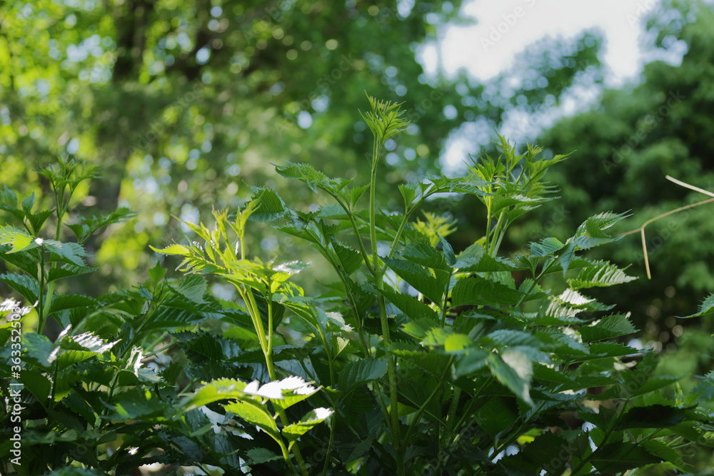 向島百花園 向島百花園