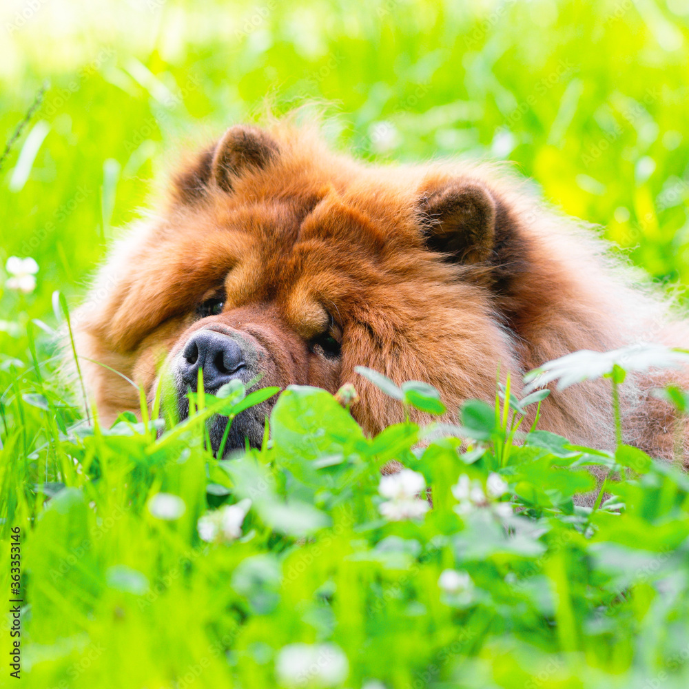 Portrait of a dog, Chinese breed Chow chow. Lies in the grass.