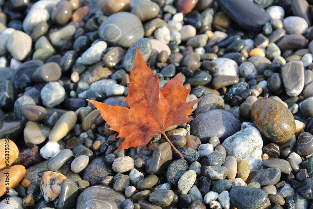 Grey black white brown pebbles stones with orange autumn mapple leaf background Grey black white brown pebbles stones with orange autumn mapple leaf background