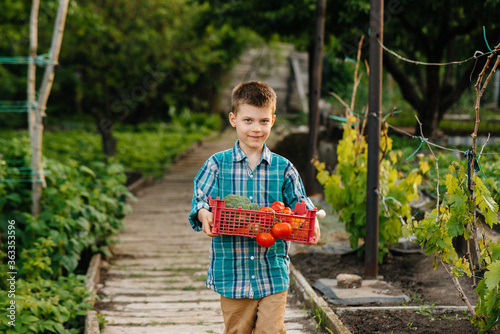 A small boy stands with a whole box of ripe vegetables at sunset in the garden and smiles. Agriculture, harvesting. Environmentally friendly product © Andrii