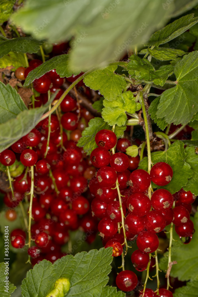 Red berries growing on the vine in home garden setting Red berries growing on the vine in home garden setting