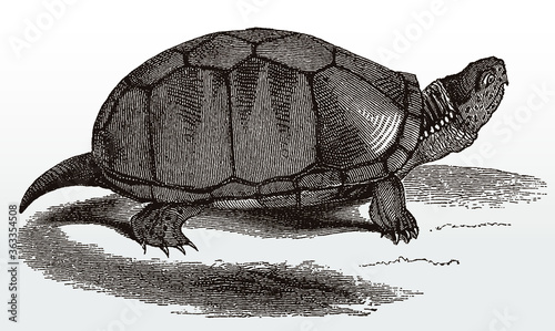 Common or eastern mud turtle, kinosternon subrubrum, endemic to the United States in side view after an antique illustration from the 19th century