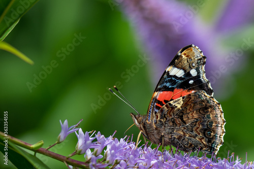 perfect butterfly shot on a purple flower  photo