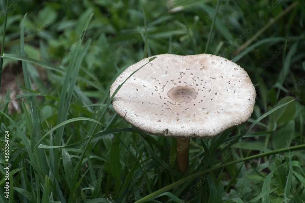 A white mushroom on the ground with green grass A white mushroom on the ground with green grass