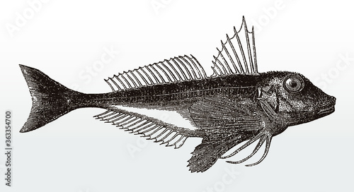 Red gurnard, chelidonichthys cuculus, a marine fish from the Atlantic Ocean in side view after an antique illustration from the 19th century