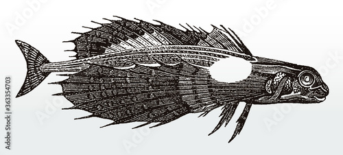 Flying gurnard, dactylopterus volitans, a marine fish from the Atlantic Ocean in side view after an antique illustration from the 19th century