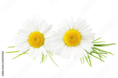 Fototapeta Naklejka Na Ścianę i Meble -  chamomile with green leaves isolated on a white background. daisy flower.
