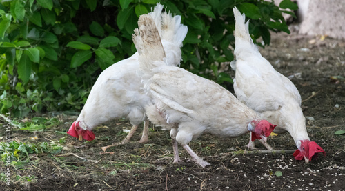 Foto Three white hens peck the spilled grain.