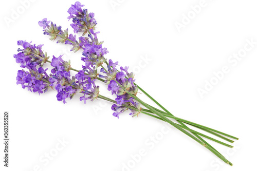 Fototapeta Naklejka Na Ścianę i Meble -  lavender flowers isolated on a white background