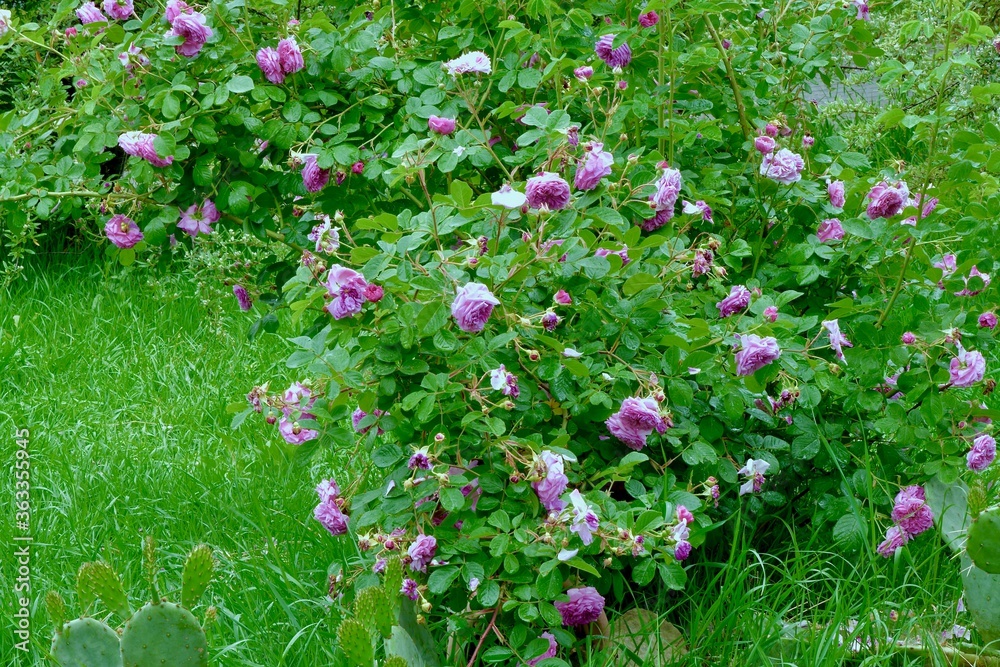 bush pink rose among garden greens