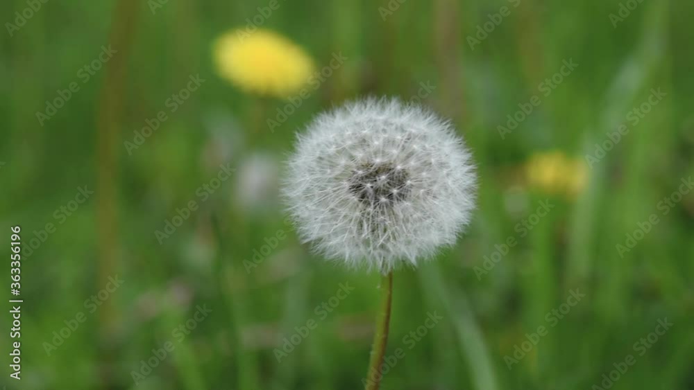 Close up of Dandelion flower on green field. Spring meadow with white dandelion blossom. Close up of Dandelion flower on green field. Spring meadow with white dandelion blossom.