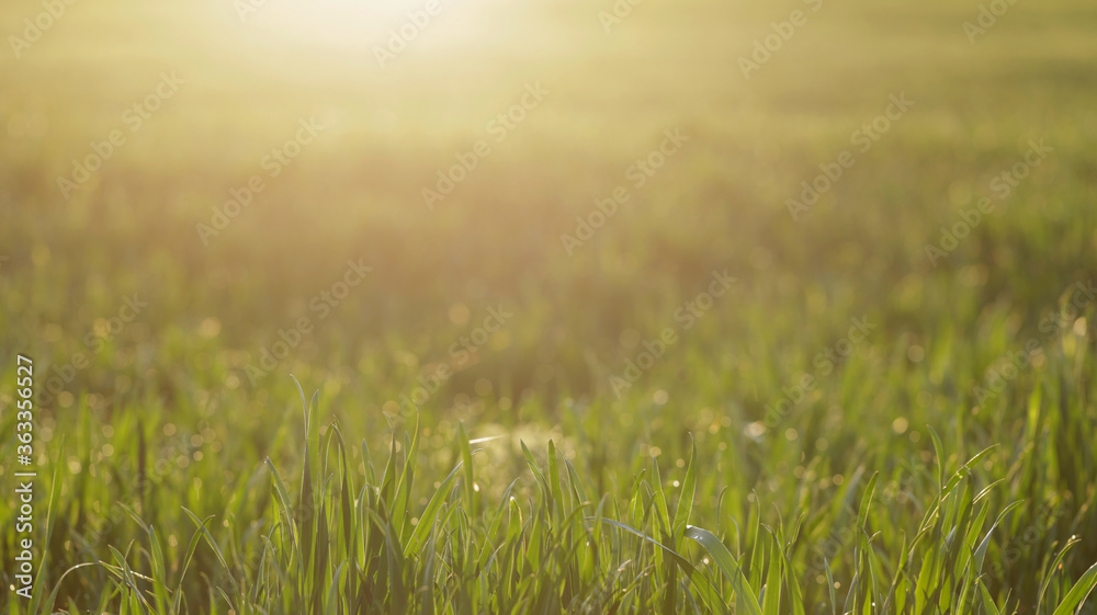 Green grass field illuminated by sun rays. Nature background. 